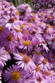 Aster dumosus ´Rozika´